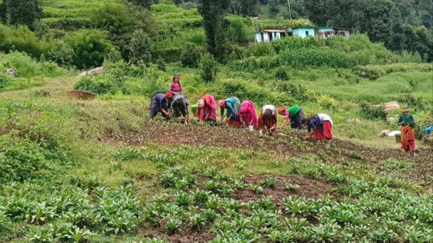 बागेश्वर ने पेश किया सफल खेती का मॉडल