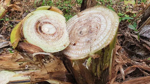 ताज़े तनों में लगभग 80-90% पानी