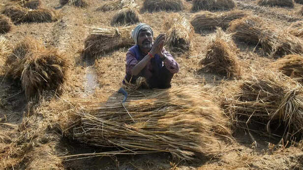 बरेली में बेमौसम बैरिश से किसान की फसल हुई बर्बाद