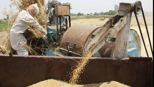 बढ़ा रकबा और बेहतर किस्मों ने संभाली फसल-कृषि एवं किसान कल्‍याण मंत्रालय