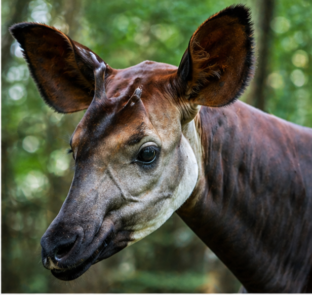 Rare Species                                   (Image Credit:Chatgpt Ai)