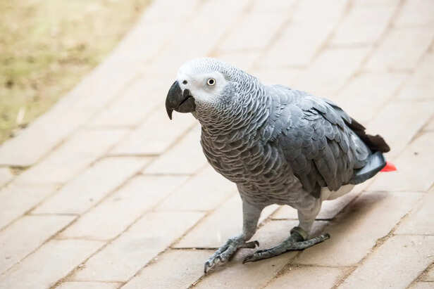 African Grey Parrot