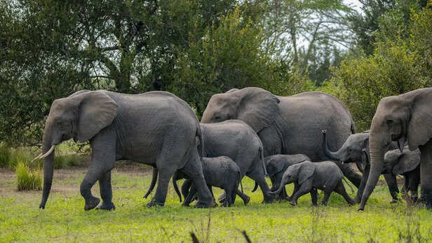 Elephants in Tanzania