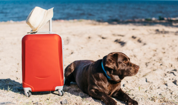 Pet Become Restless                    (Image Credit:Freepik)