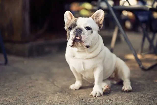 Cute           (Image Credit:Pexels)