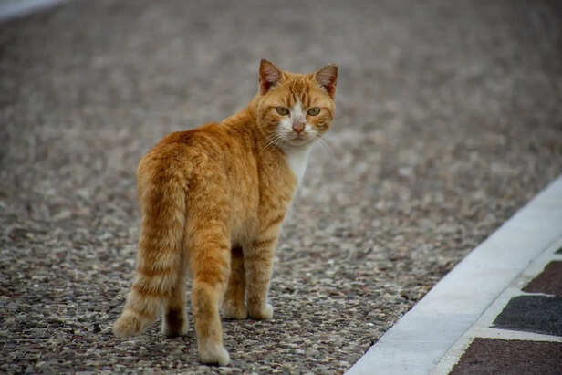 Cat Passing Through a Narrow Space