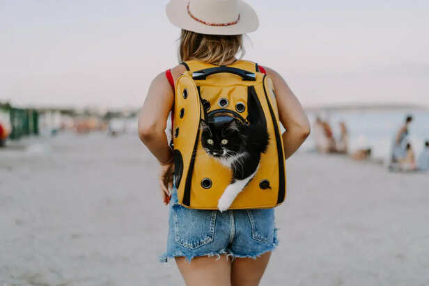 not every pet love travelling