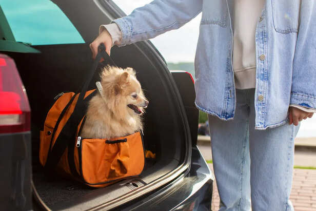 Signs Your Pet May Struggle with Travel