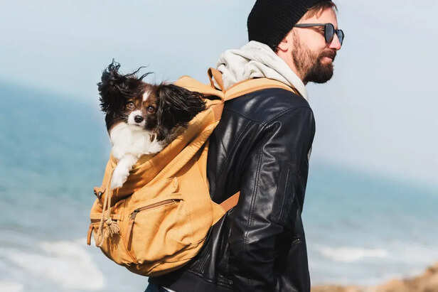 Why Some Pets Love Travel
