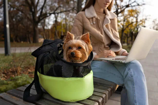 Every Pet Can Improve