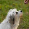 The Common Myth About Adult Pets