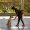 Yes, Adult Pets Can Learn