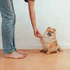 What Can You Teach an Adult Pet