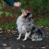 Adult Rescue Pets Can Thrive