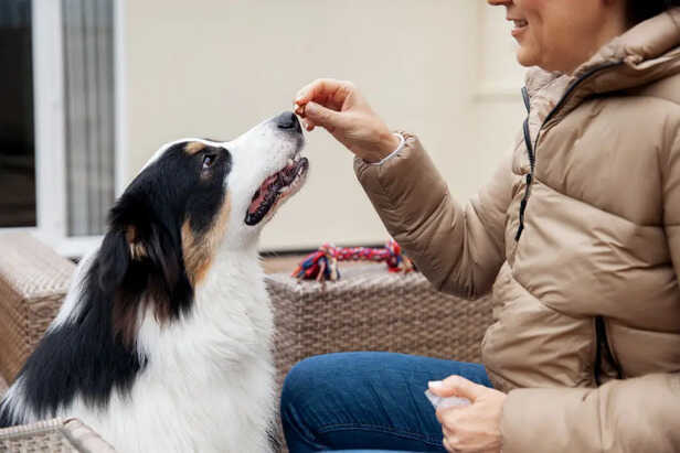 Awarding your dog             (Image Credit:Freepik)