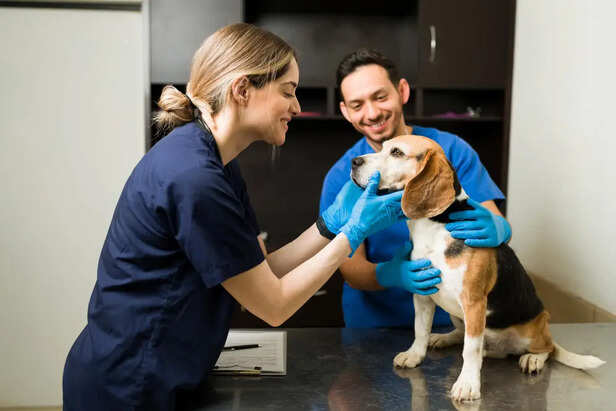 Regular vet visit                (Image Credit:Freepik)