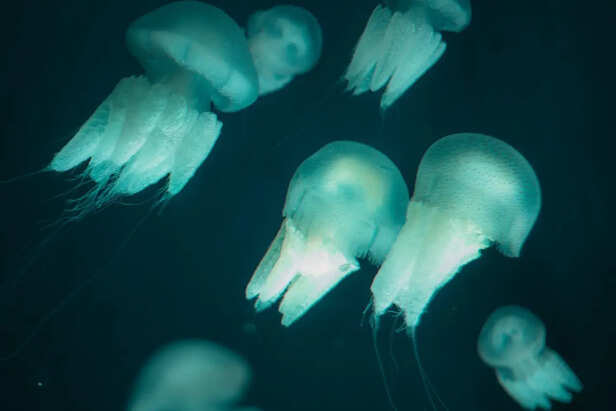 Ethereal Blue Jellyfish in Deep Ocean