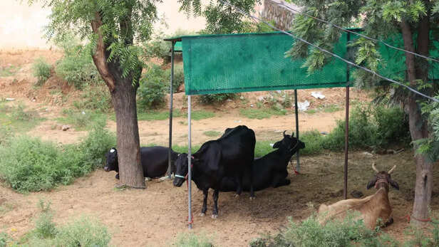 बढ़ती गर्मी में पशुओं को दें आराम