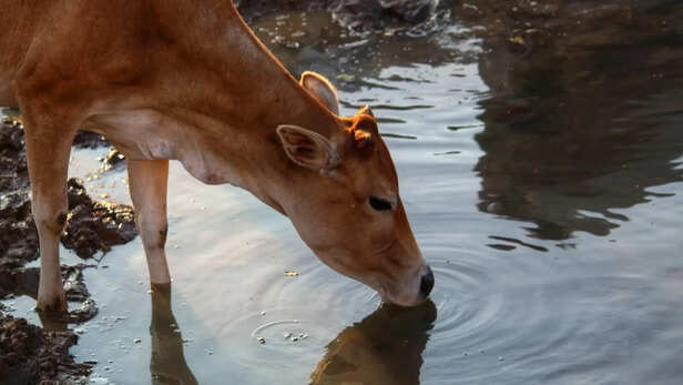 पशु-पक्षियों के लिए करें पानी का इंतेज़ाम
