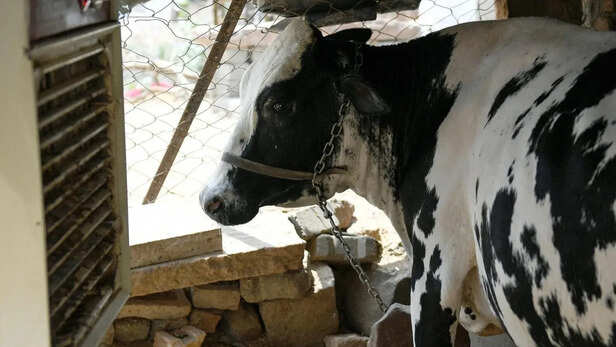 पशुओं और पक्षियों की देखभाल हो हर नागरिक की जिम्मेदारी