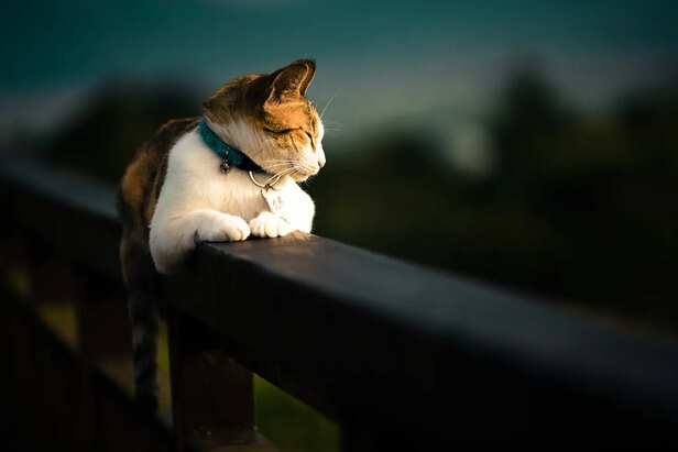 Kitten Observing Its Surroundings
