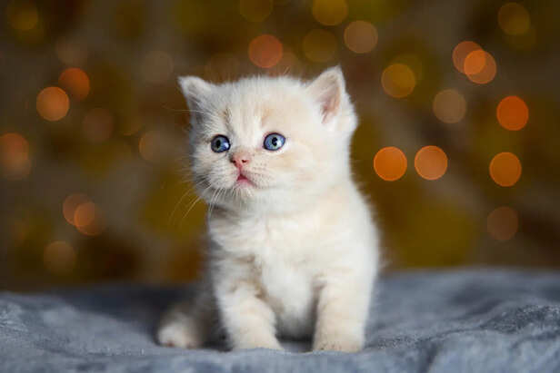 Kitten Responding to Its Name