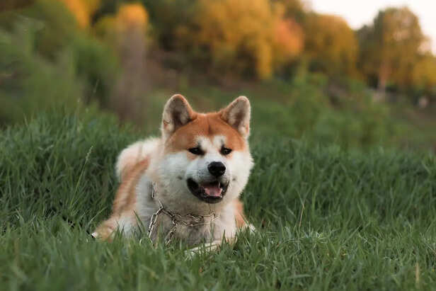 Akita Resting Calmly