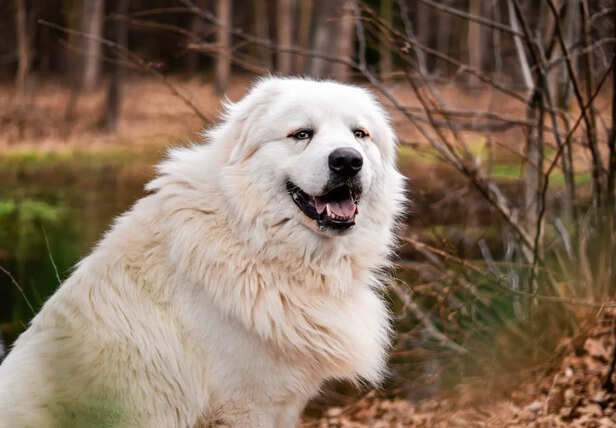Great Pyrenees in Snow