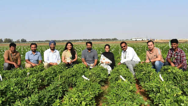 मूंगफली बीज की त्वचा हटाने की प्रक्रिया का रहस्य उजागर