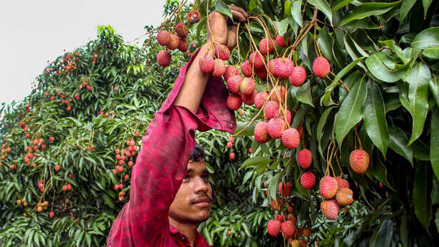 लीची फसल बचाने का अलर्ट