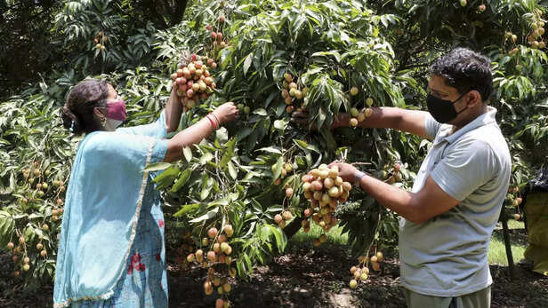 कीटों का बढ़ता खतरा, बचाव के लिए अपनाएं ये उपाय
