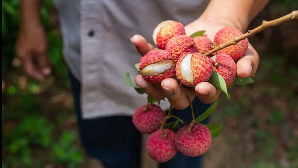 समय पर वैज्ञानिक उपाय अपनाकर लीची की गुणवत्ता और उत्पादन बढ़ाएं