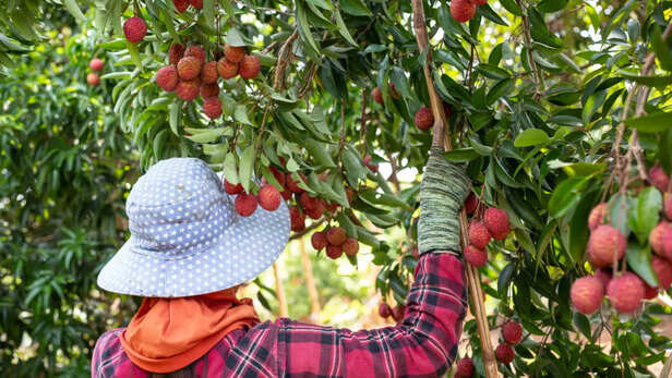 बिहार लीची किसान एडवाइजरी
