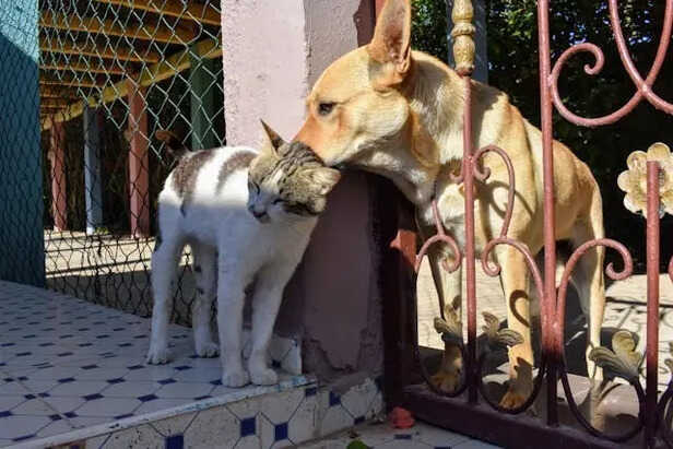 Pets making bond                      (Image Credit:Pexels)