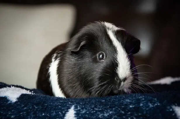 Hamster                        (Image Credit:Pexels)