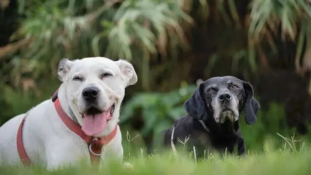 Different breeds                          (Image Credit:Pexels)