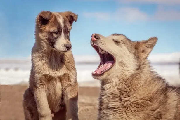Husky                        (Image Credit:Pexels)
