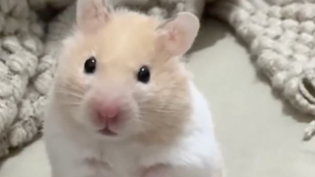 Hamsters | Instagram - @hamstertiti2