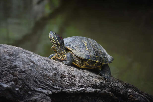 Turtle creeping up a fallen tree in the swamp