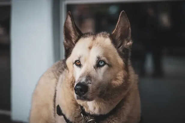 understanding your dog                       (Image Credit:Pexels)