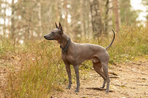 Ridgeback Strength