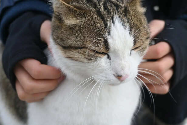 Gentle Head Rub