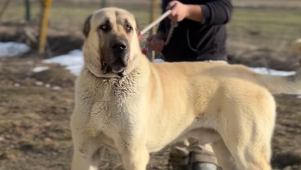 The Kangal is a massive livestock guardian dog from Turkey | Instagram - @serkankaraahmetoglu