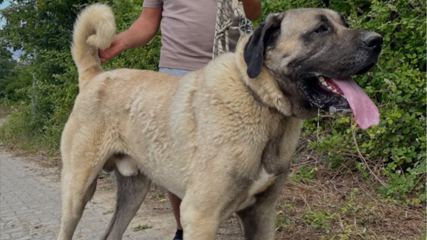 Kangal | Instagram - @king_kangal41