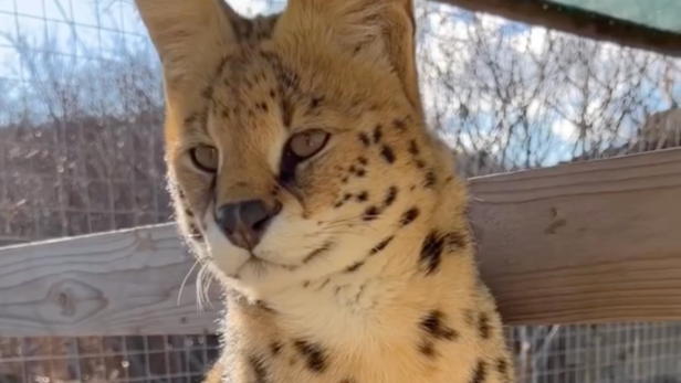 Ashera Cat | Instagram - @exoticsavannahf1