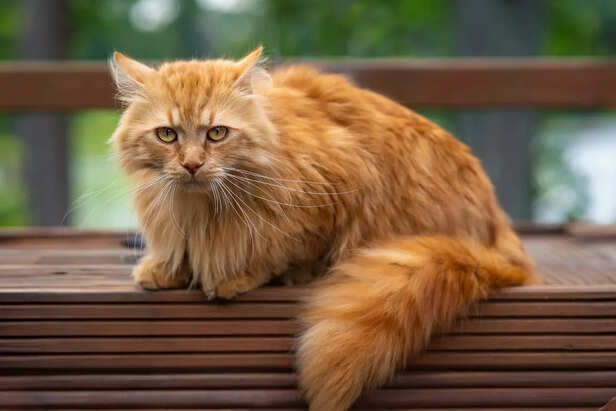 Purring can mean comfort—or something deeper