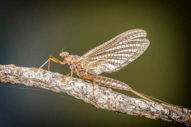 Mayfly emerging from water