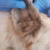 Common Parasites in Pets