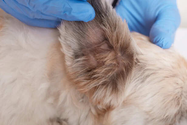 Common Parasites in Pets
