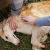 Preventive Treatments and Grooming Practices